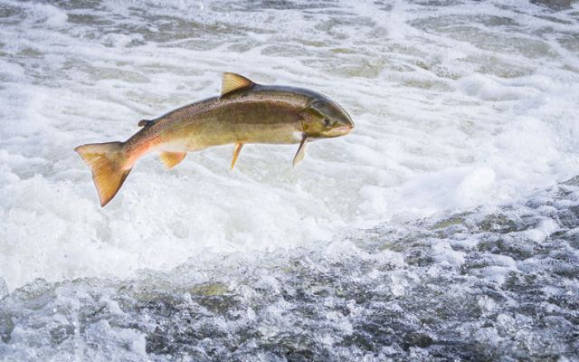 fish